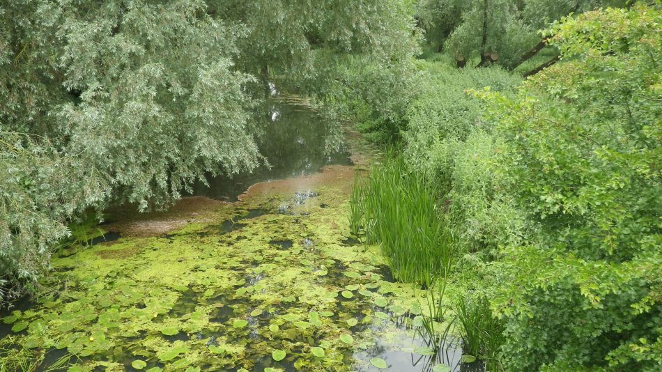 2017-06-06 01 Roman Roaming around Scole.jpg