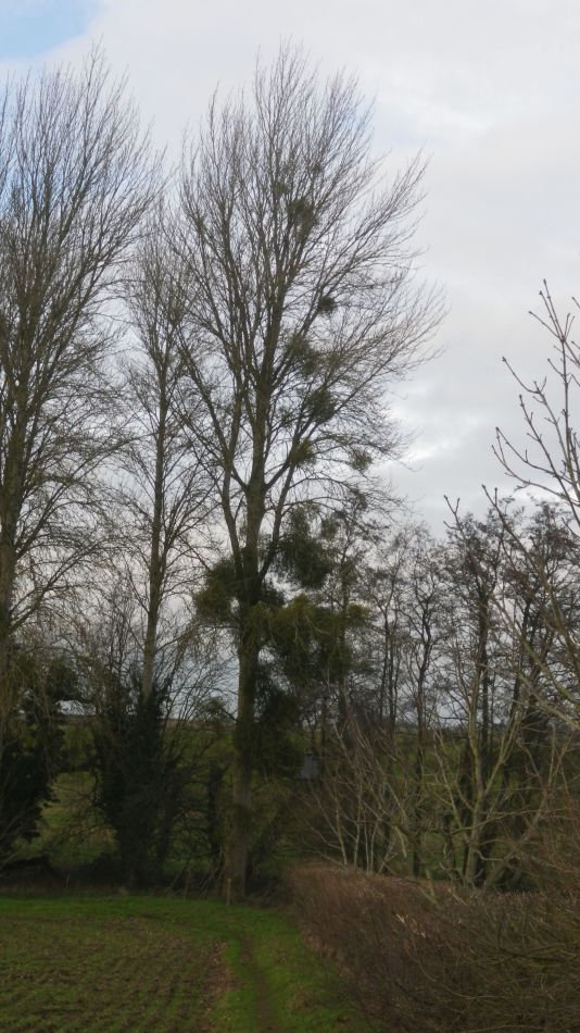 2020-01-05 18 Scole and Billingford.jpg