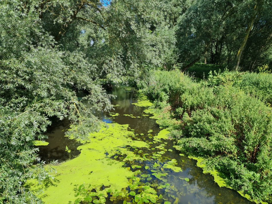 2021-07-29 03 Diss.jpg