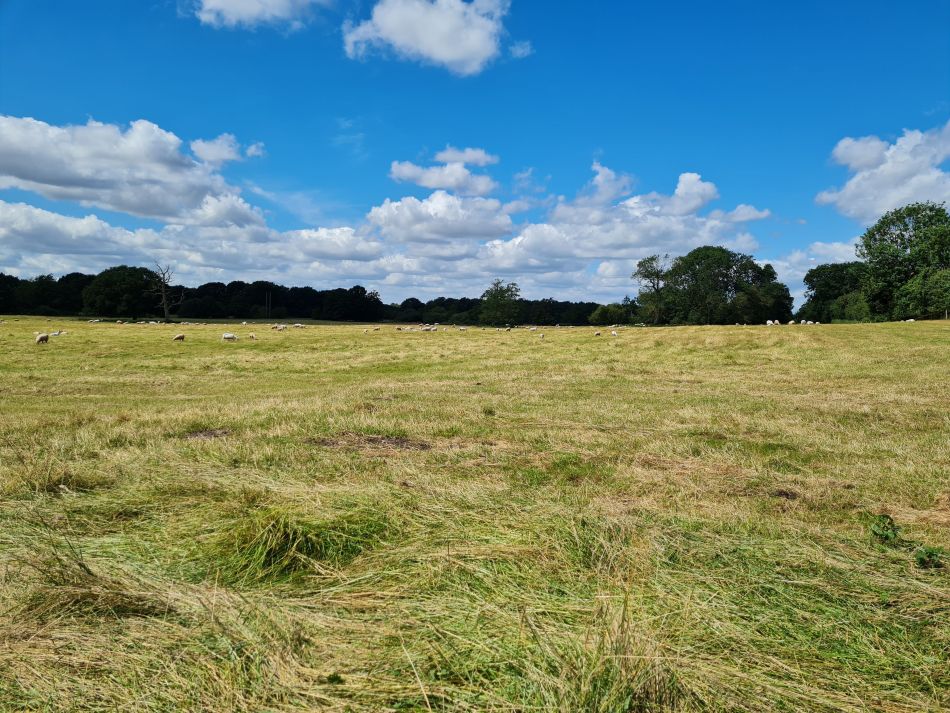 2021-07-29 08 Diss.jpg