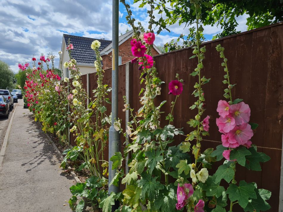 2021-07-29 10 Diss.jpg