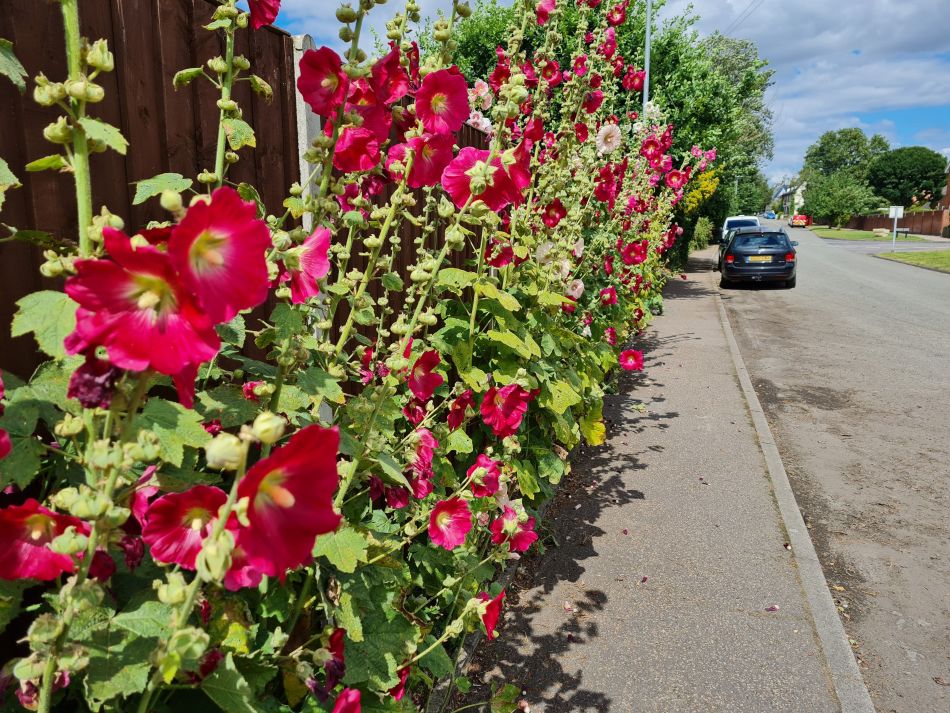 2021-07-29 11 Diss.jpg