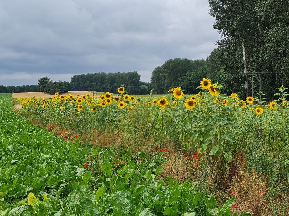 2021-08-12 12 Scole and Billingford.jpg