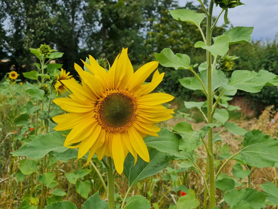 2021-08-12 13 Scole and Billingford.jpg