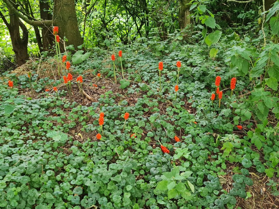 2021-08-12 28 Scole and Billingford.jpg