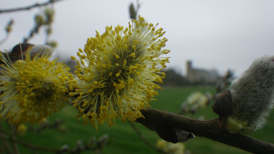 2019-03-21 04 Pussy Willow.JPG