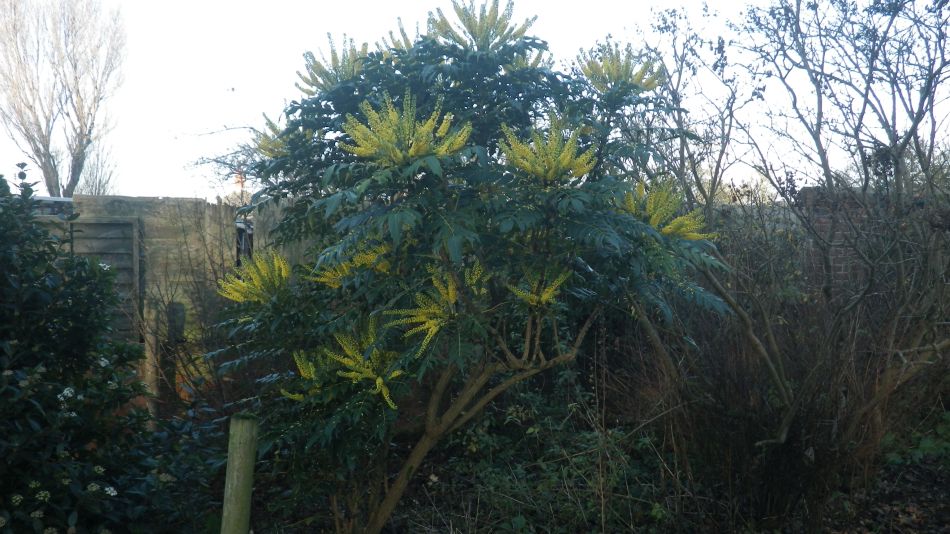 2016-12-14 32 Thorpeness and Sizewell.jpg