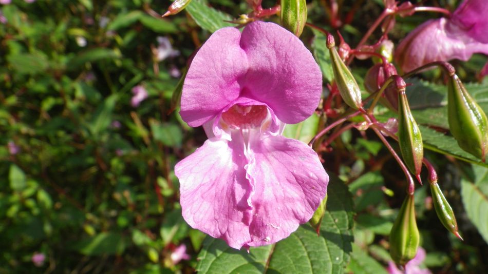 2017-09-24 15 Thorpness and Sizewell.jpg