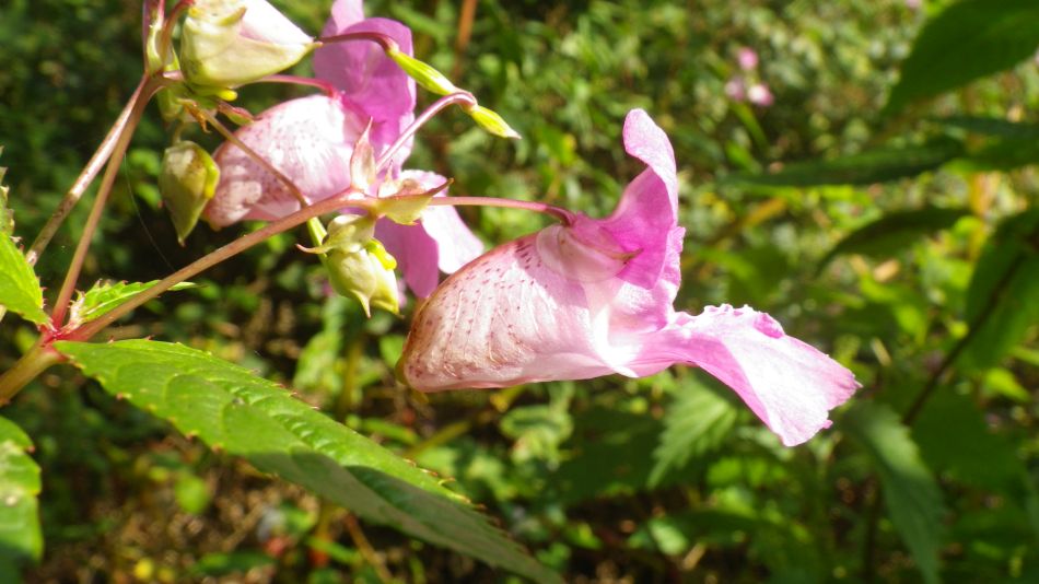 2017-09-24 16 Thorpness and Sizewell.jpg