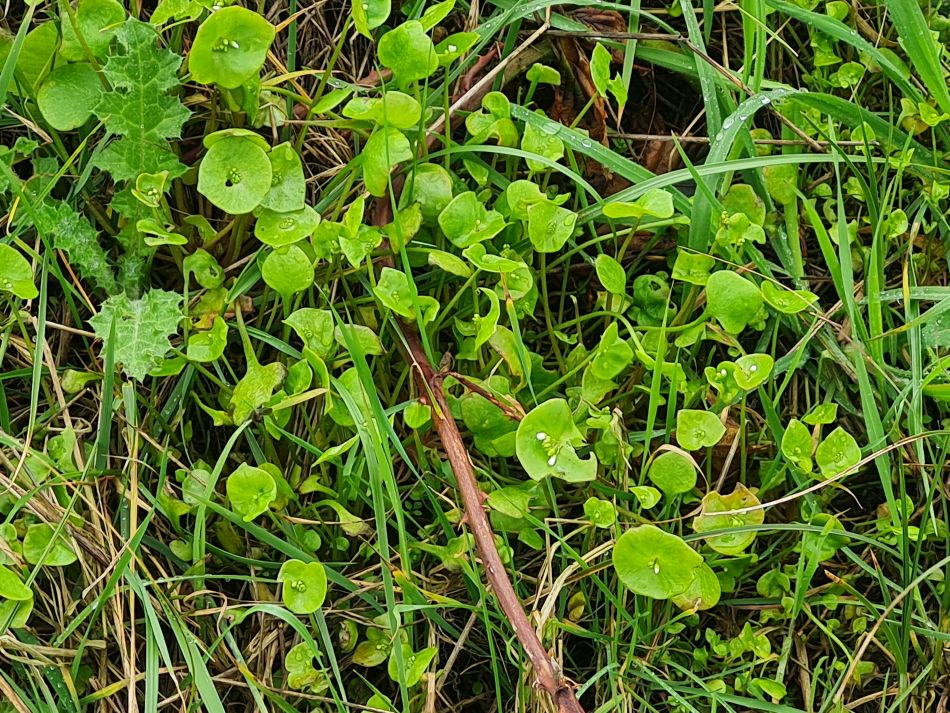 2024-04-03 11 Miners Letuce.jpg