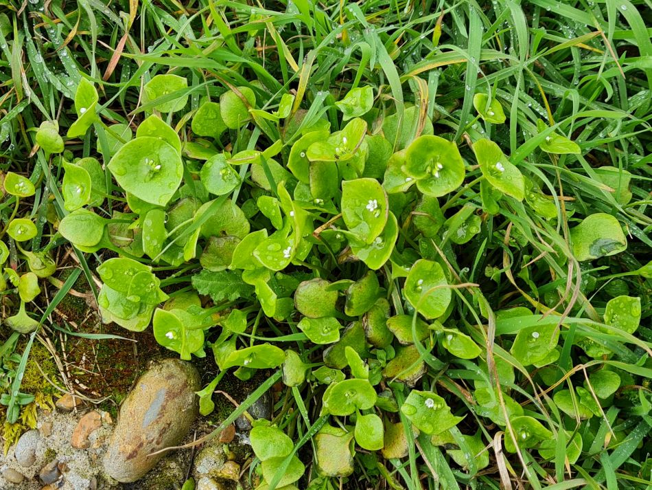 2024-04-03 12 Miners Letuce.jpg