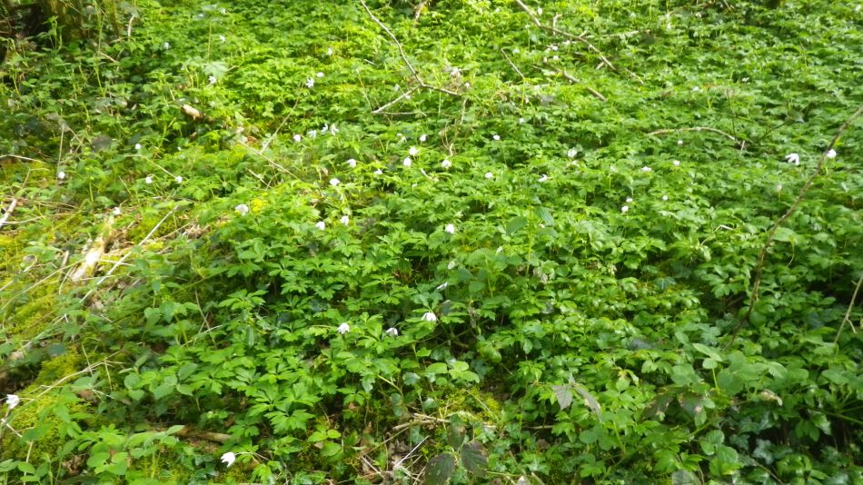 2019-04-30 08 Wood Anemone.jpg