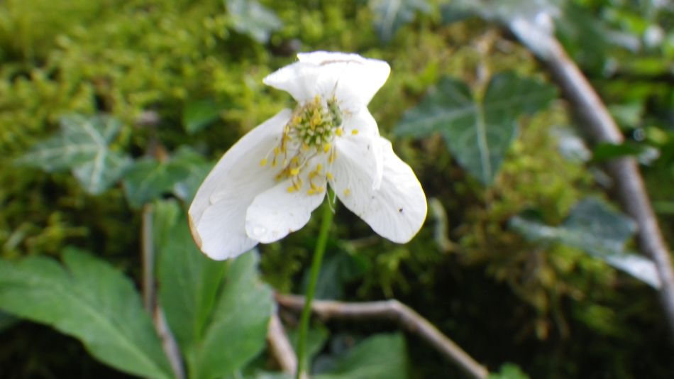 2019-04-30 09 Wood Anemone.jpg