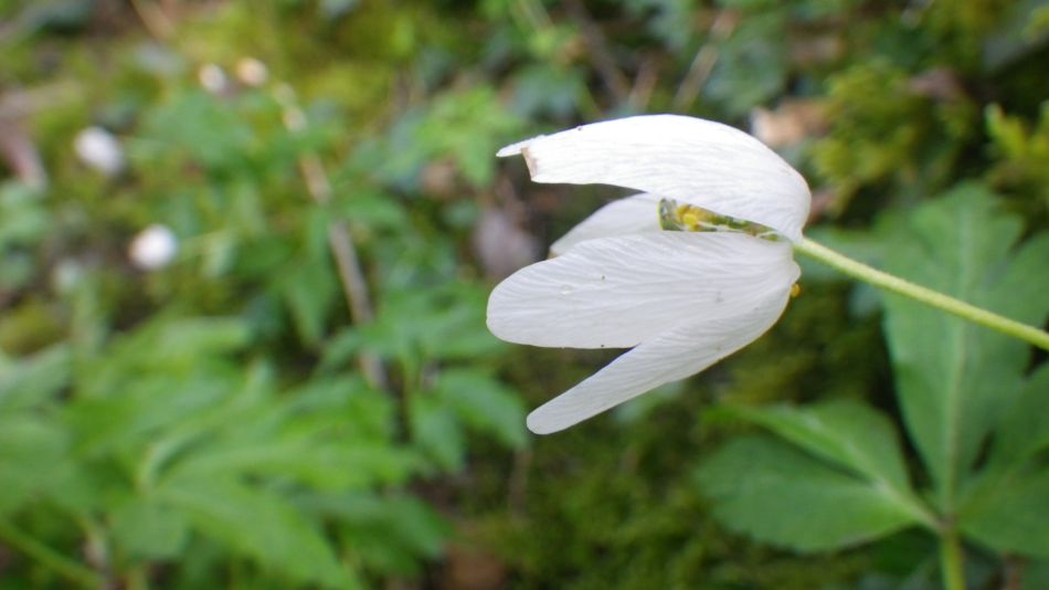 2019-04-30 10 Wood Anemone.jpg