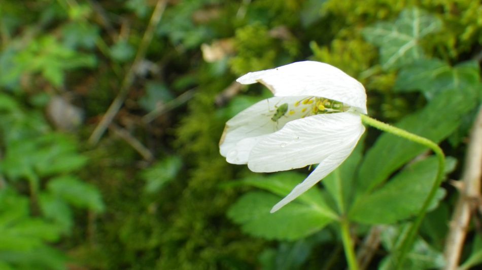 2019-04-30 11 Wood Anemone.jpg