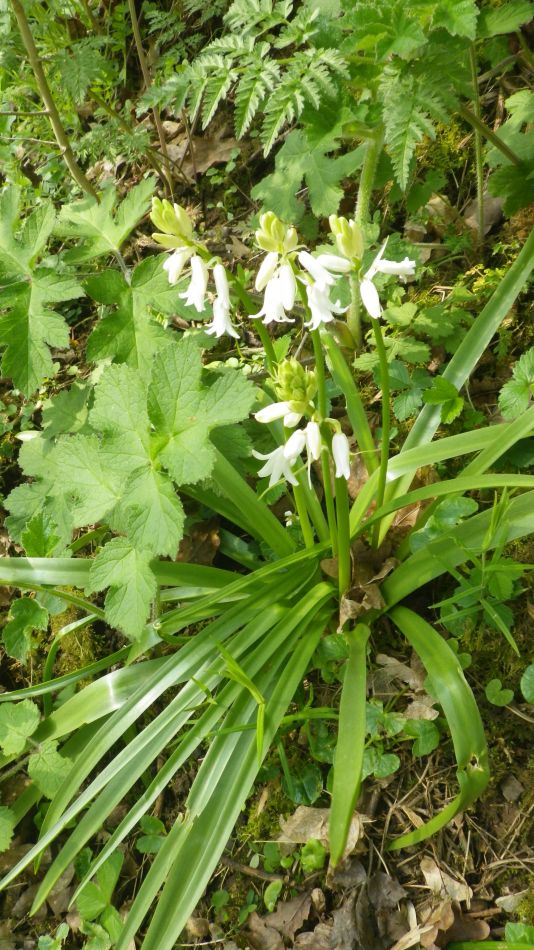 2019-04-30 13 White Bluebells.jpg