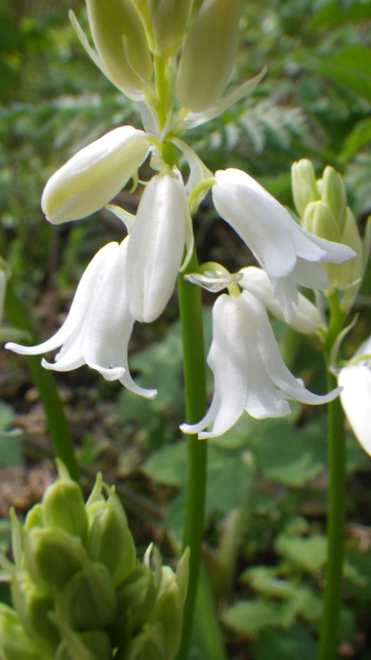 2019-04-30 15 White Bluebells.jpg