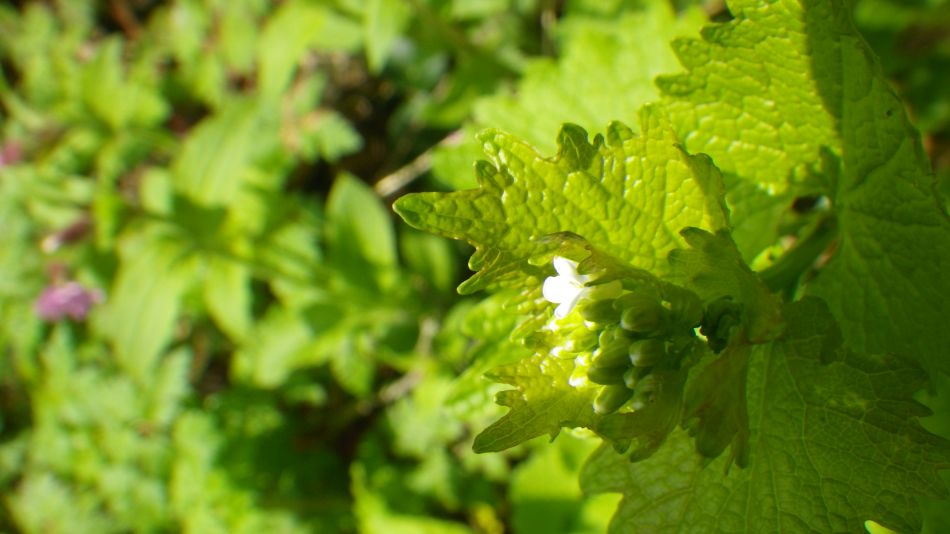 2019-04-30 16 Garlic Mustard.jpg