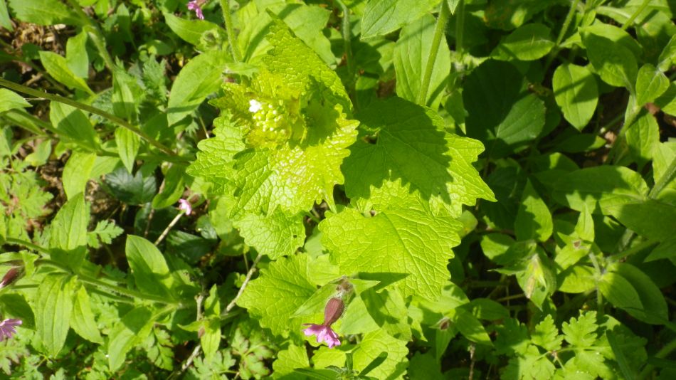2019-04-30 17 Garlic Mustard.jpg