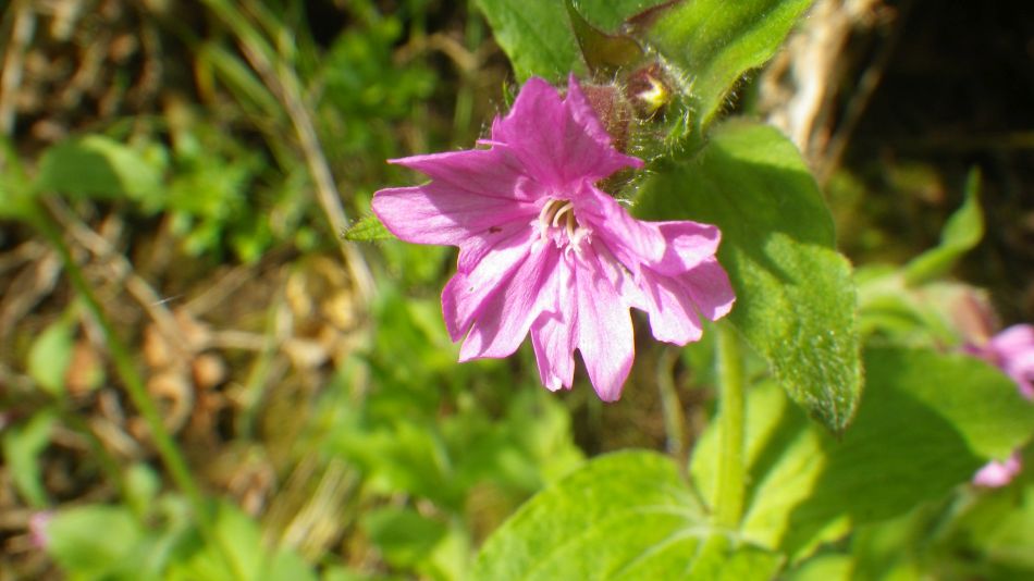 2019-04-30 18 Silene.jpg