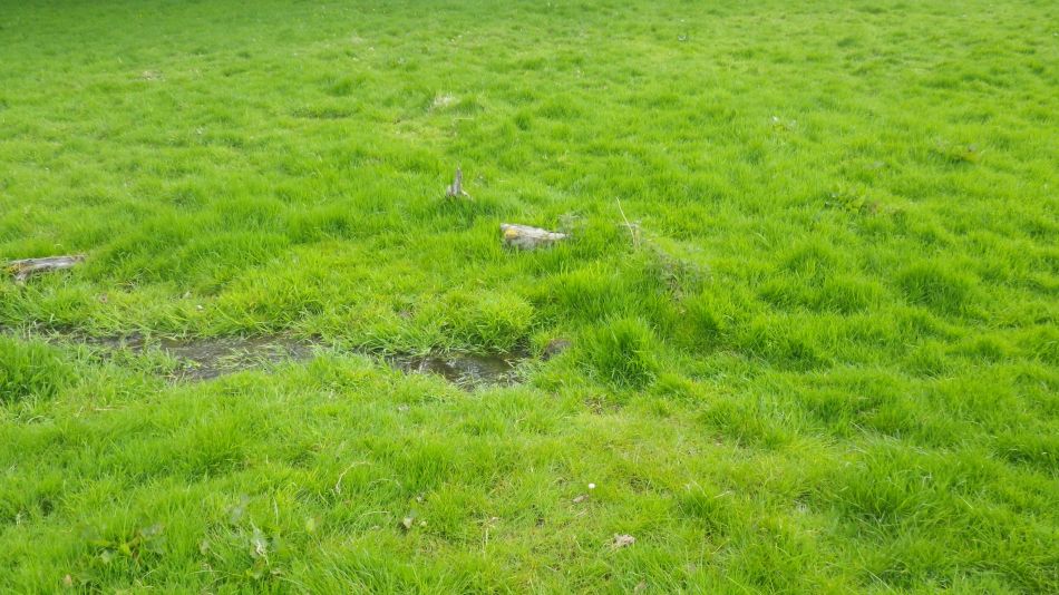 2019-04-30 44 Spring.jpg