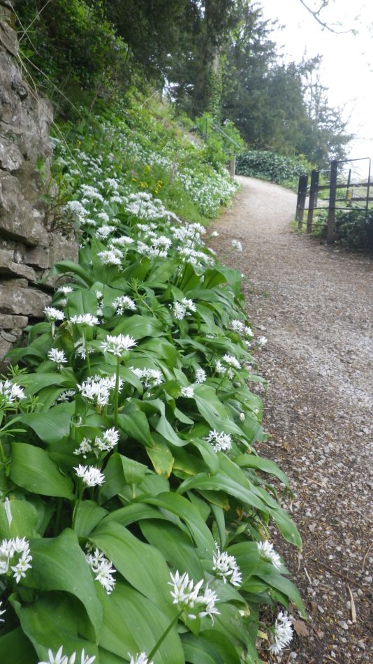 2019-04-30 59 Wild Garlic.jpg