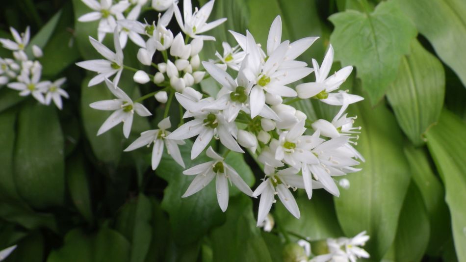 2019-04-30 60 Wild Garlic.jpg