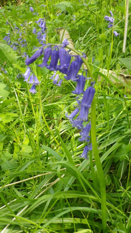 2019-04-30 62 Native Bluebell.jpg