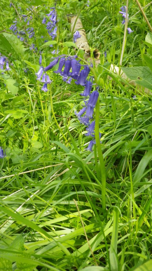 2019-04-30 63 Native Bluebell.jpg