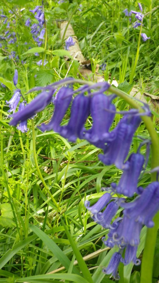 2019-04-30 64 Native Bluebell.jpg