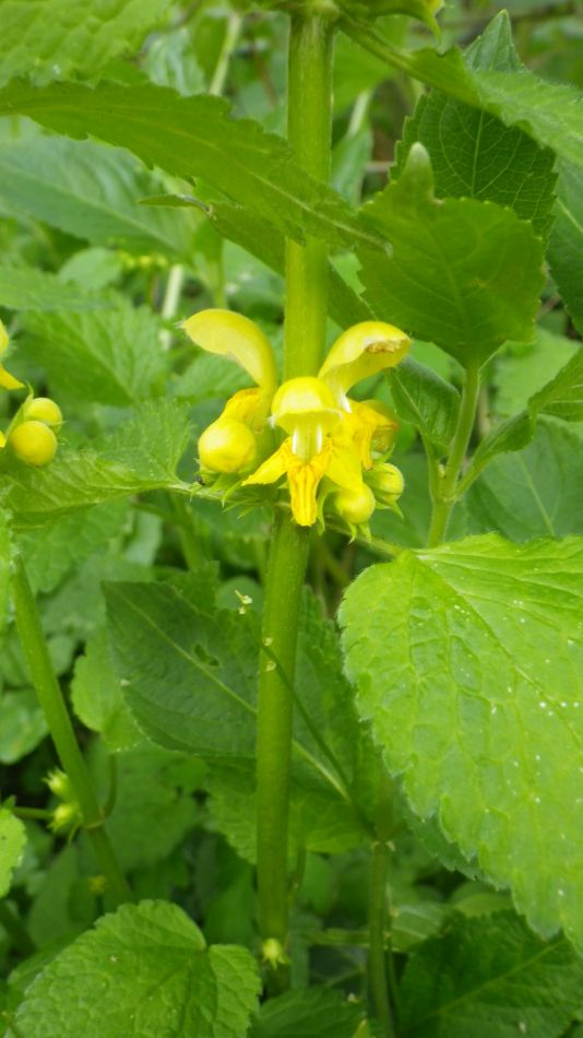 2019-04-30 66 Archangel.jpg