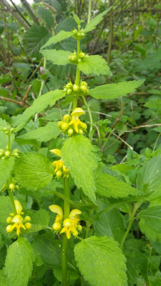 2019-04-30 67 Archangel.jpg