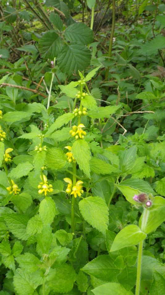 2019-04-30 68 Archangel.jpg