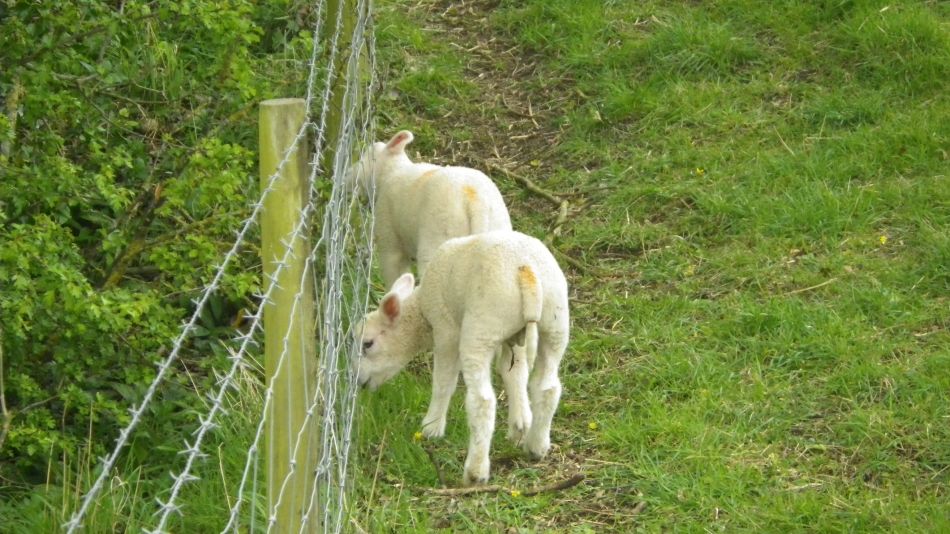 2019-04-30 72 Wetton Manifold Ilam.jpg