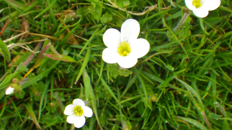 2019-05-02 09 Meadow Saxifrage.jpg
