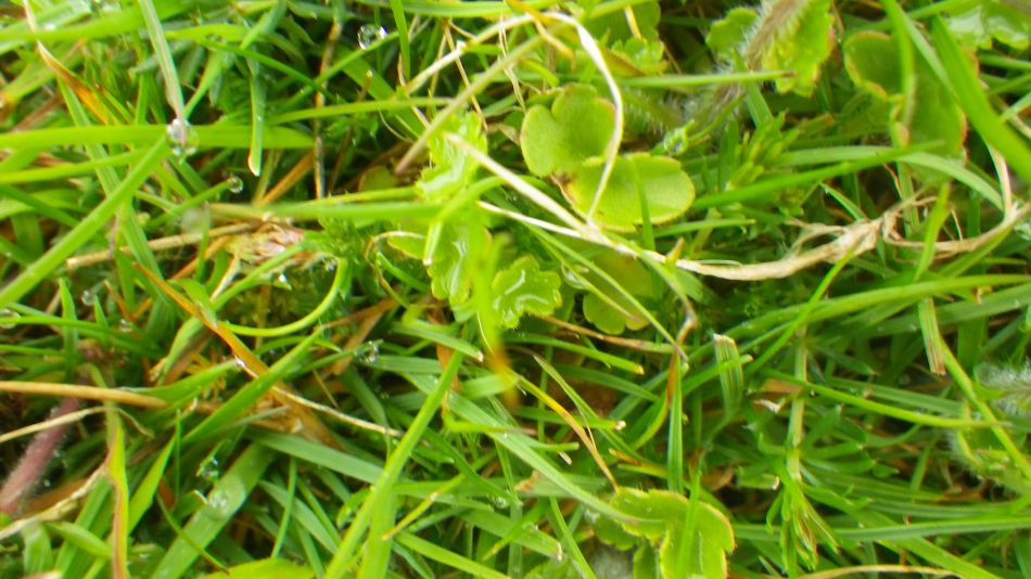 2019-05-02 10 Meadow Saxifrage.jpg