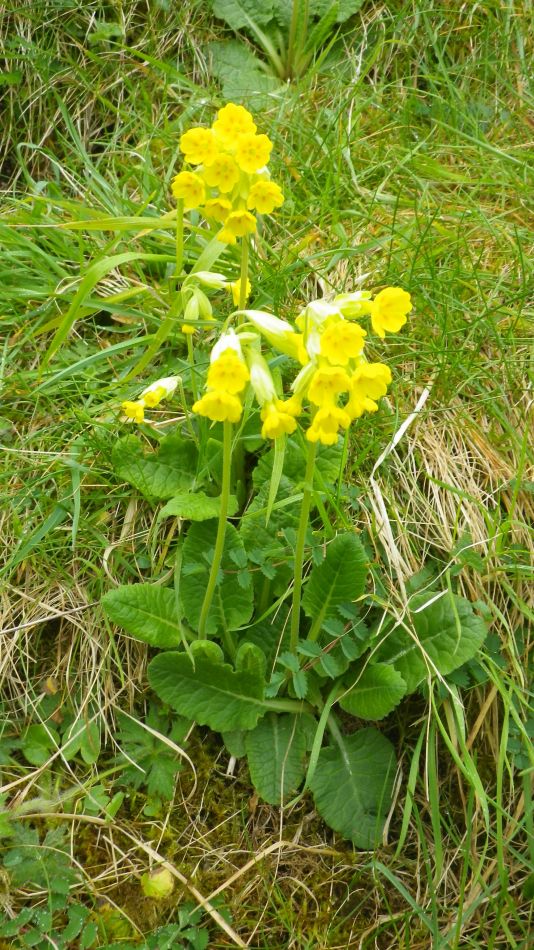 2019-05-02 14 Primula veris Cowslip.jpg