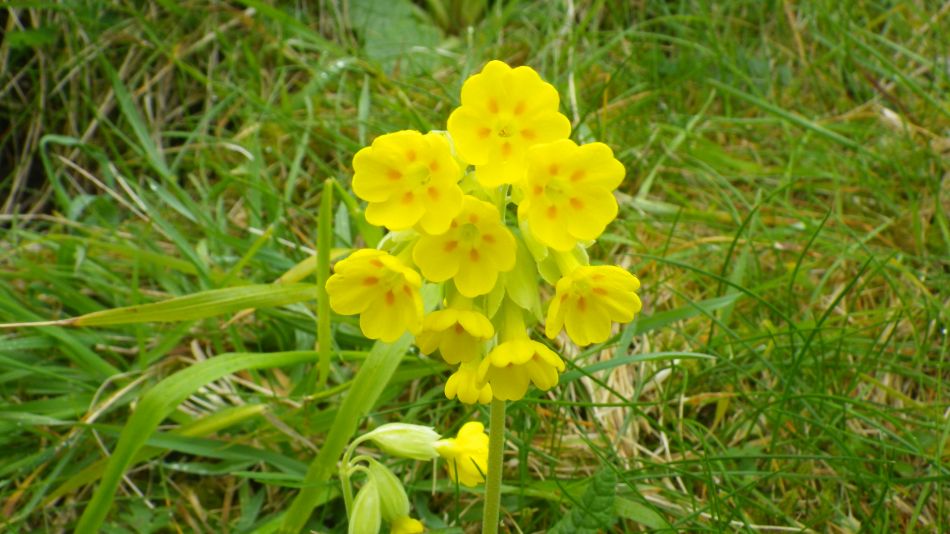 2019-05-02 17 Primula veris Cowslip.jpg