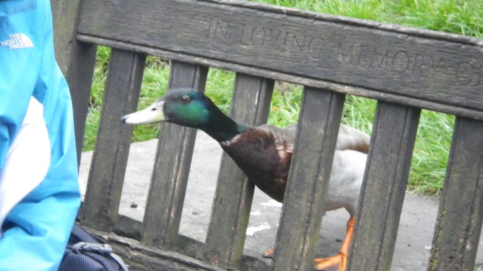 2019-05-02 35 Wetton Alstonfield Dovedale Stanslope.jpg