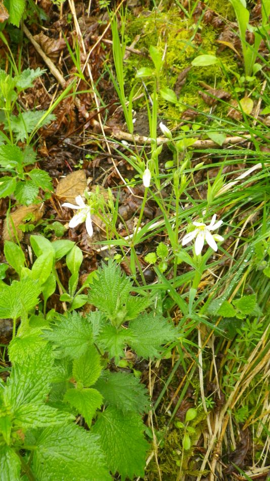 2019-05-02 49 Stellaria holostea Stichwort.jpg