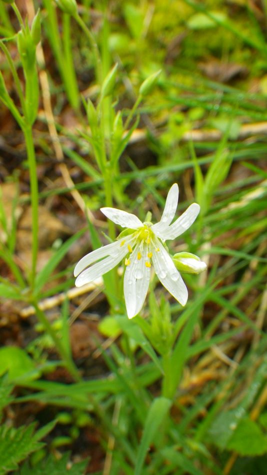 2019-05-02 50 Stellaria holostea Stichwort.jpg