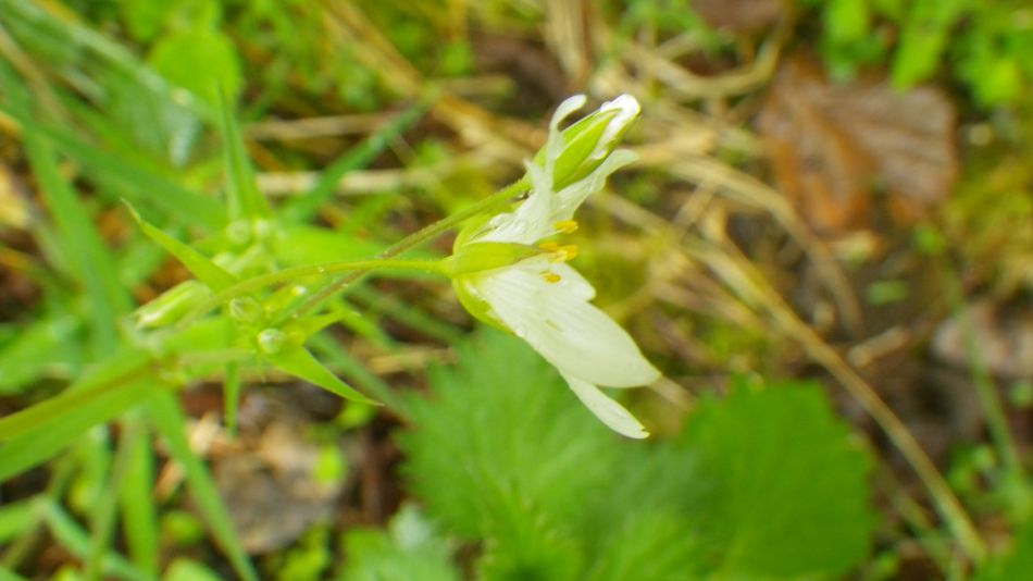 2019-05-02 51 Stellaria holostea Stichwort.jpg