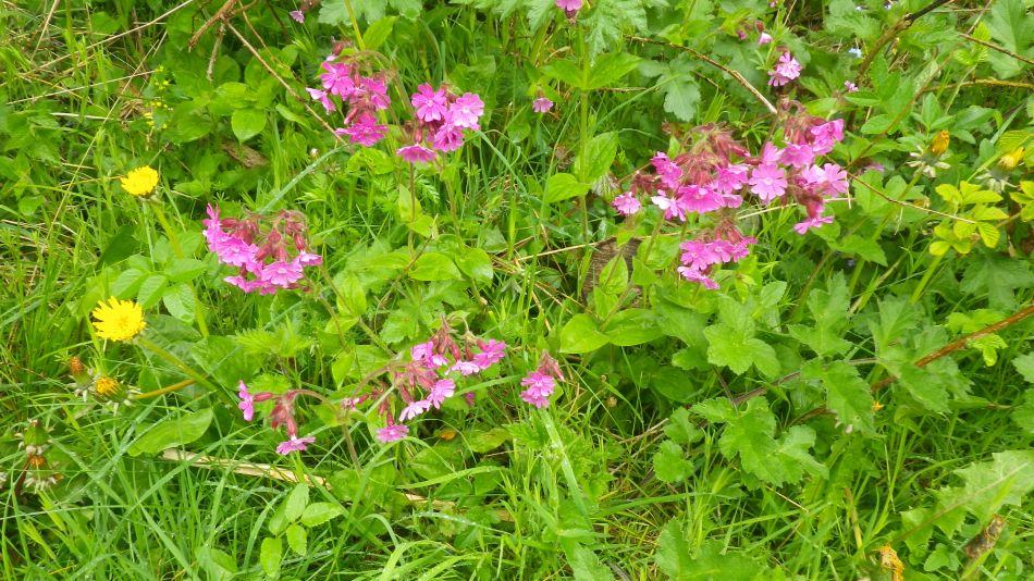 2019-05-02 53 Silene.jpg