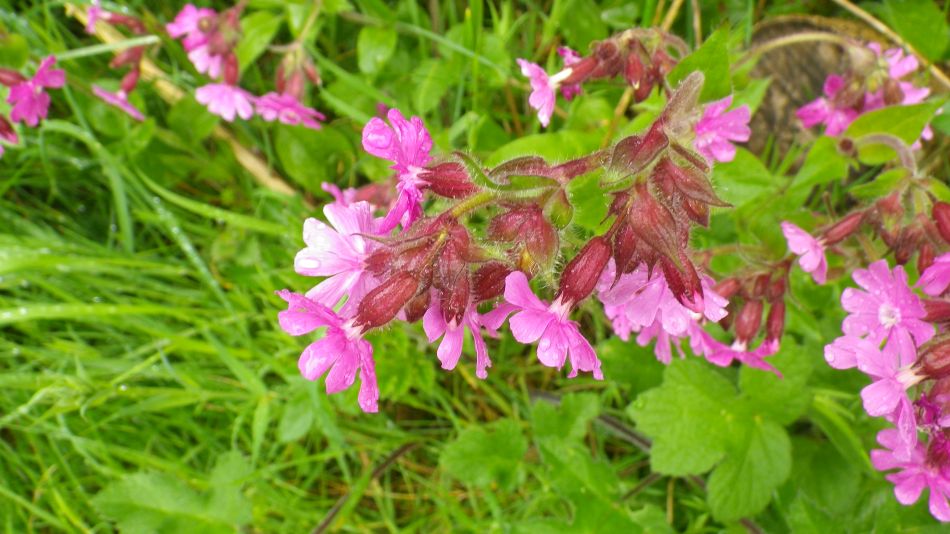 2019-05-02 54 Silene.jpg