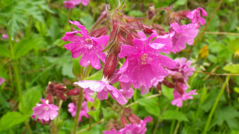 2019-05-02 55 Silene.jpg