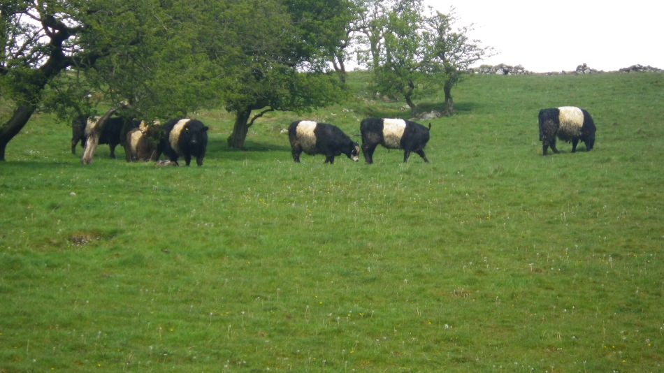 2019-05-02 70 Wetton Alstonfield Dovedale Stanslope.jpg