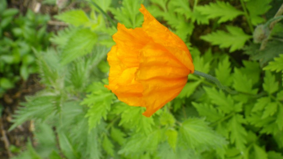 2019-05-05 09 Meconopsis cambrica Welsh Poppy.jpg