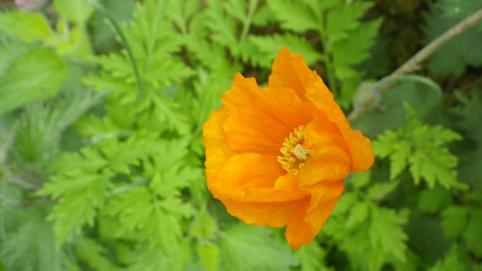 2019-05-05 10 Meconopsis cambrica Welsh Poppy.jpg