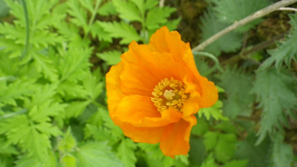 2019-05-05 11 Meconopsis cambrica Welsh Poppy.jpg