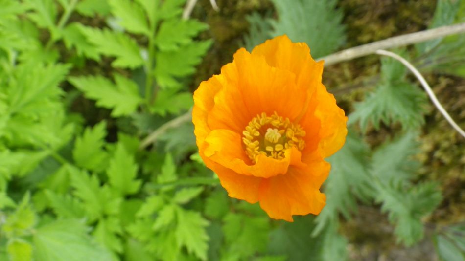 2019-05-05 12 Meconopsis cambrica Welsh Poppy.jpg
